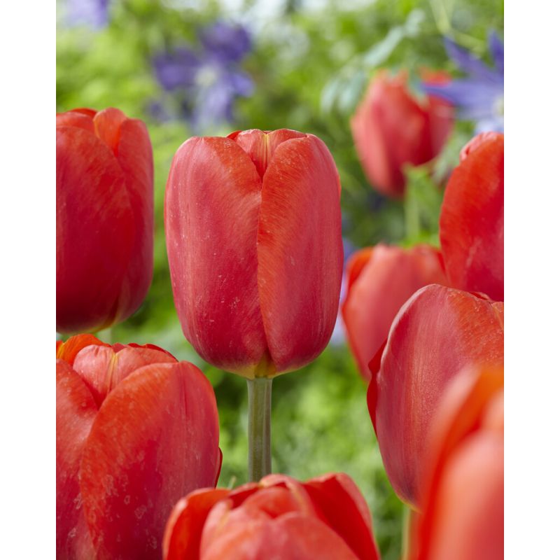 Tulip Bourbon Street Pack of 6 Bulbs