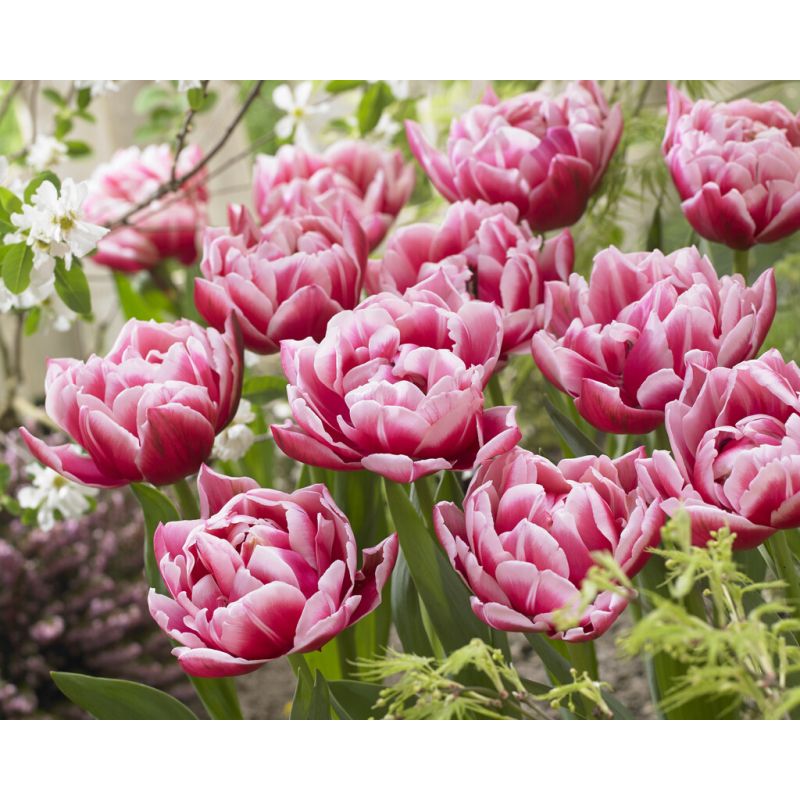 Tulip Columbus Pack of 6 Bulbs
