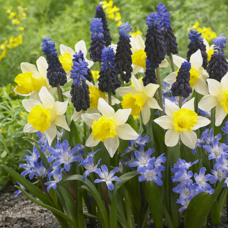 Spring Bulb Sets Garden Harmony Spring Flowering Bulb Collection - Pack of 50 Bulbs