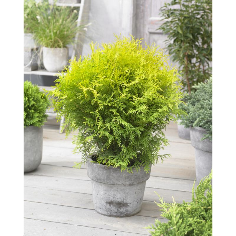 Thuja occidentalis 'Golden Globe'