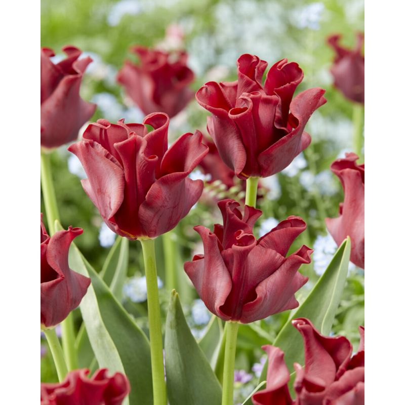 The Tulip - Scarlet Red Dress - Long Sleeve main image 1