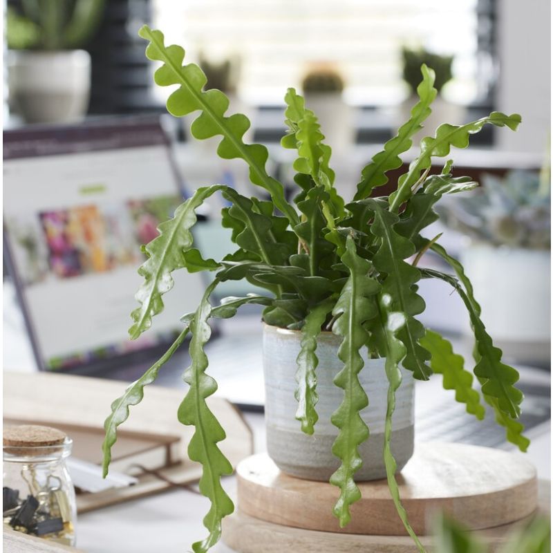Epiphyllum Anguliger, Fishbone Cactus, Low Maintenance House Plant