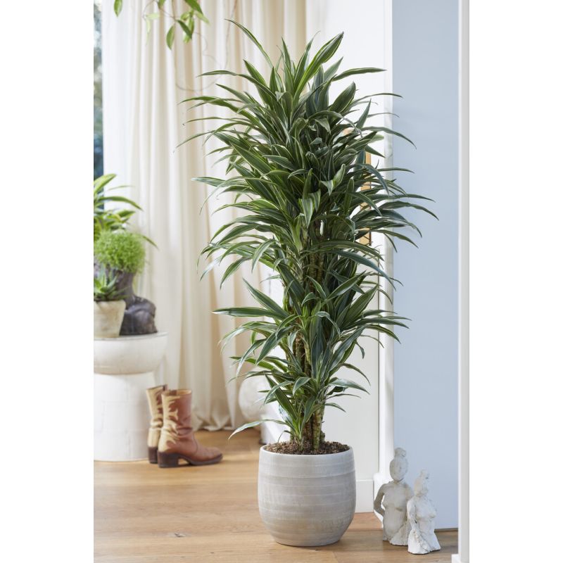 Dracaena fragrans Warneckii - Dragon Tree - 150cm