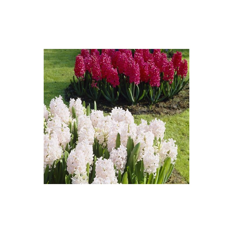 Hyacinth Red and White Spring Air Mix pack of 8