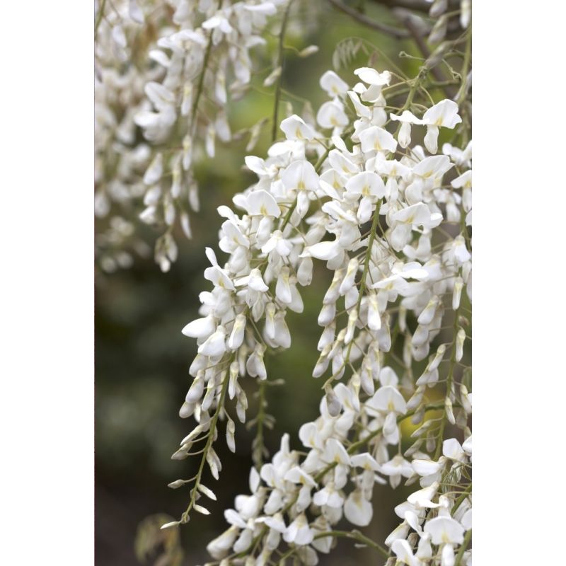 Wisteria brachybotrys Shiro-Kapitan - Silky Wisteria - Large Specimen Plant  6ft
