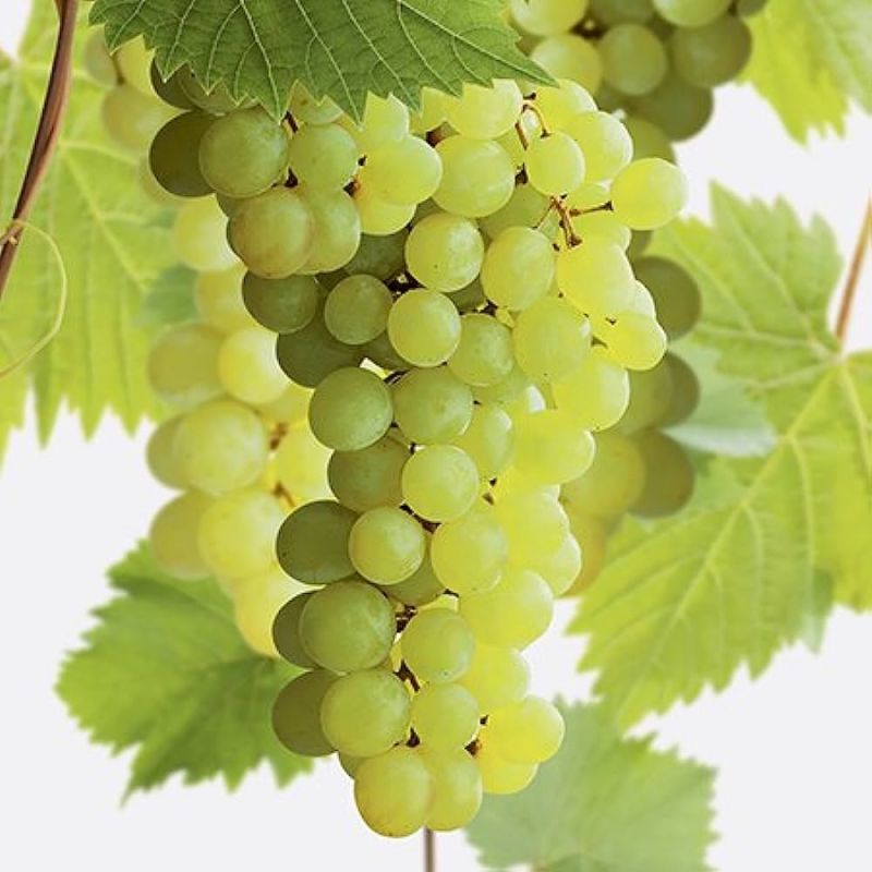 Pied De Vigne Chardonnay - Vitis Vinifera 'Chardonnay' - Jeune Pousse En Pot 1-1.9L