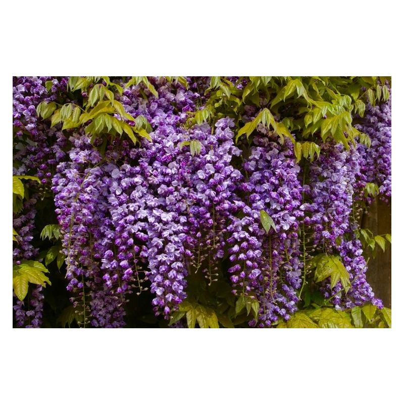 Wisteria floribunda Violacea Plena Black Dragon Large Specimen