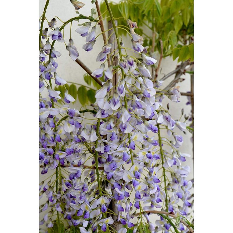 Wisteria floribunda Lawrence - Bicolour Japanese Wisteria - Large Specimen  Plant 6ft+