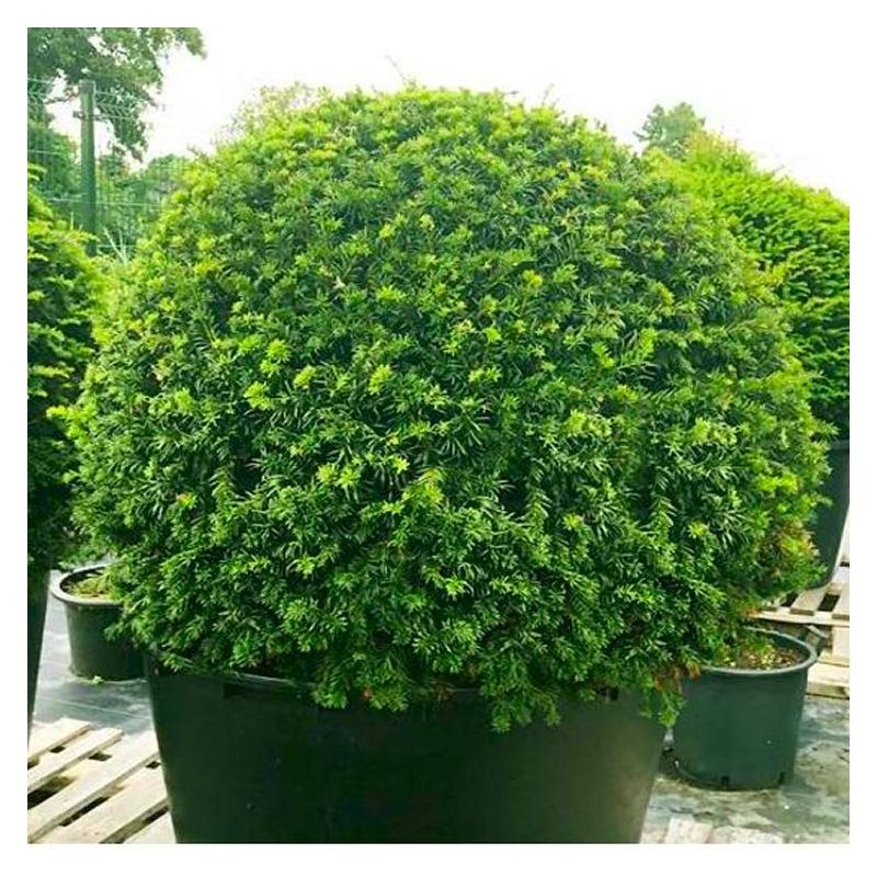 YEW BALL English Yew Topiary Ball Taxus baccata Large