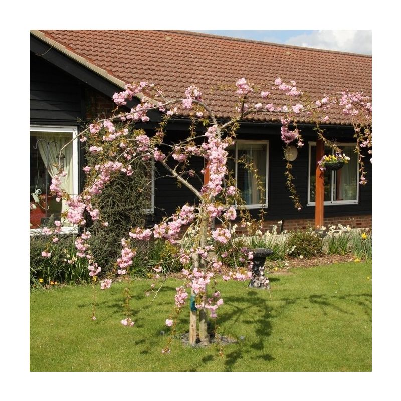 Prunus Kiku Shidare Zakura - Cherry Blossom Tree