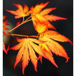 Large Acer Japanese Maple Trees - Orange Dream - circa 120-140cms