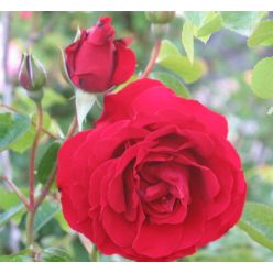 Rose 'Dublin Bay' - Climbing Rose