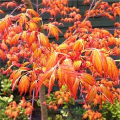 Acer palmatum Katsura - Japanese Maple