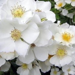 Rosa Wedding Day - Large Climbing Rose - circa 5-6ft