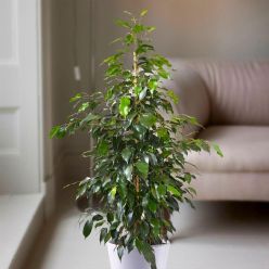Ficus benjamina Danielle - Weeping Fig Tree - 70cm tall