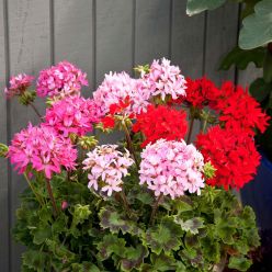 Geranium Quantum Mixed - Pelargonium