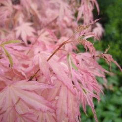 Acer palmatum 'Iyoshi' - Japanese Maple