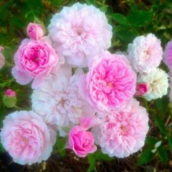 Rose 'Cecile Brunner' - Climbing Rose