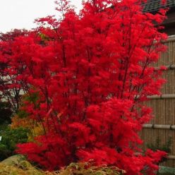 Large Acer palmatum Skeeters Broom - Japanese Maple - circa 150-180cm tall