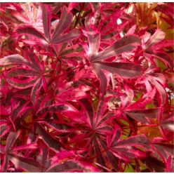 Acer palmatum Pink Passion - Striking Large Japanese Maple