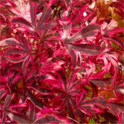 Acer palmatum Pink Passion - Striking & RARE Japanese Maple Shirazz - LARGE circa 120-140cm tall
