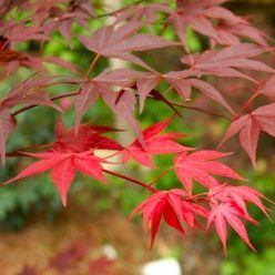 Acer palmatum Yezo Nishiki - Japanese Maple