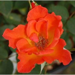 Rose 'Warm Welcome' - Patio Climbing Rose