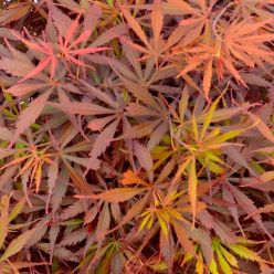 Acer Jerre Schwartz - LARGE Japanese Maple circa 140-160cm
