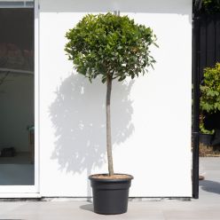 GIANT Lollipop Bay Tree - Laurus nobilis - Large XXXL Specimen - circa 170-190cm