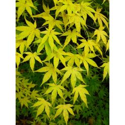 Acer palmatum Aoyagi - Japanese Maple - LARGE