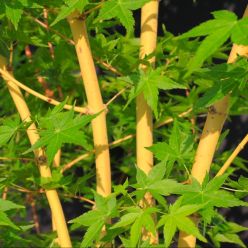 Acer palmatum Bihou - LARGE Bi Hoo Golden Coral Bark Japanese Maple circa 120cm