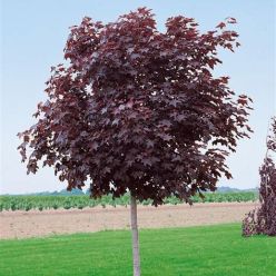Acer platanoides 'Crimson Sentry' - Purple Norway Maple - Circa 200-220cm Tall