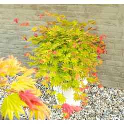 Acer shirasawanum 'Moonrise' - Japanese Maple circa 60cm tall