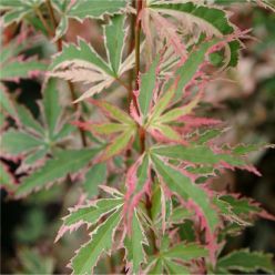Acer palmatum Butterfly - Japanese Maple