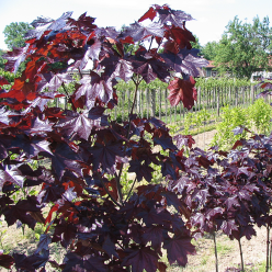 Acer platanoides 'Crimson King' - Purple Norway Maple - Circa 2m Tall