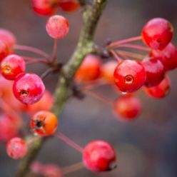 Crabapple Tree - Malus Admiration