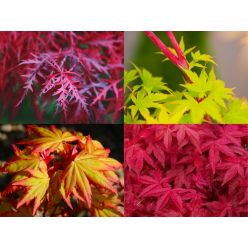 Amazing Acers - Japanese Maple Collection of FOUR Plants 