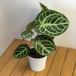 Anthurium Crystallinum - Giant Laceleaf plant - 40cm