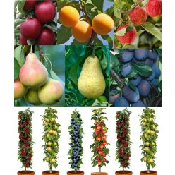 Grow Your Own Fruit Trees - The Autumn Abundance Orchard Bundle - FIVE Different Trees