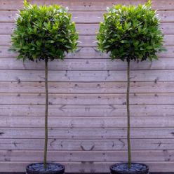 A Pair of Large Standard Bay Trees (Laurus nobilis) circa 150cm tall