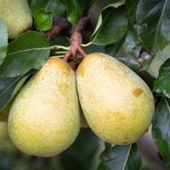 Pear Tree - Beth