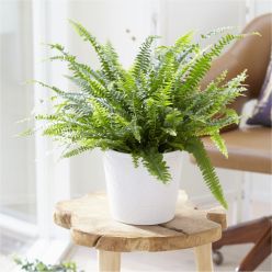Nephrolepis Boston Fern - in Hanging Basket