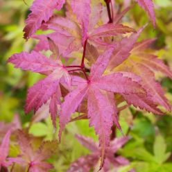 Acer palmatum 'Brown Sugar' - Japanese Maple