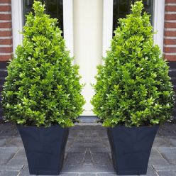 Pair of Premium Quality Topiary Buxus PYRAMIDS with stylish contemporary Flared SLATE BLACK Planters