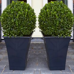 Pair of Premium Quality Topiary Buxus BALLS with stylish contemporary Flared SLATE BLACK Planters