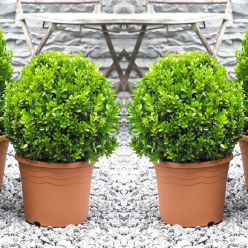 PAIR of MINI Topiary Buxus BALLS - Stylish Contemporary Box Ball PLANTS
