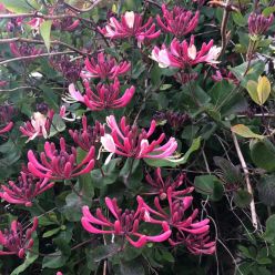 Lonicera japonica 'Dart's World' Honeysuckle - Large 6-7ft Specimen Plant 