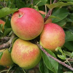 Apple Tree - Christmas Pippin (MM106)