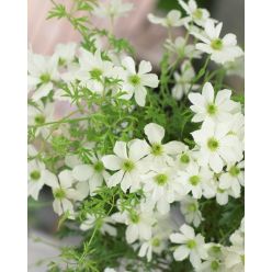Clematis cartmanii Joe
