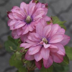 Clematis Pink Passion